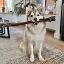 paardenpees kico.webp