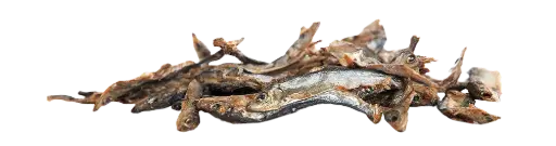 [4DC0310110] KIVO : Spiering